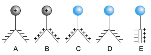 configuração das folhas do eletroscópio, e suas cargas, depois que uma esfera metálica, positivamente carregada, encosta na esfera do eletroscópio